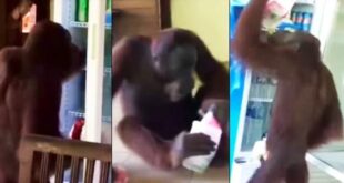 Orangutan helps himself to cool drinks at the Rainforest Development