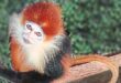 Saving the tricolour langur The Star