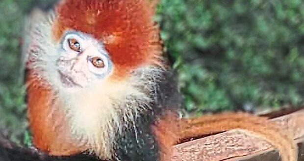 Saving the tricolour langur The Star