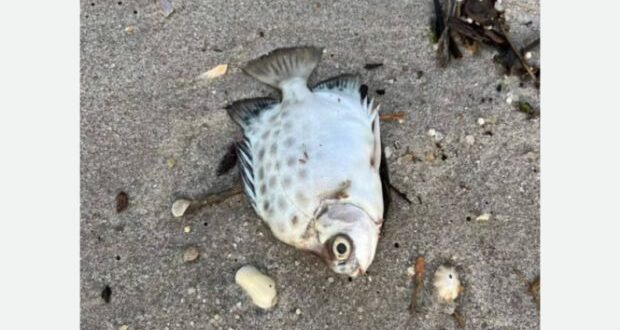 Smaller coastal fish feeling the heat