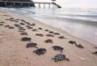 Turtles face floating plastic threat