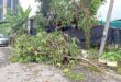 Two departments to handle fallen trees in city