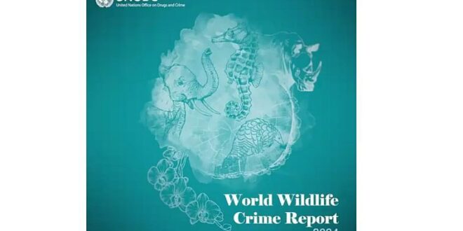 UN report warns of broader environmental consequences of wildlife trafficking