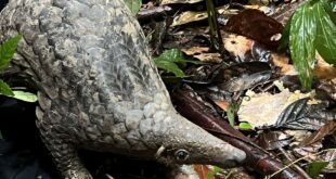 Urgent sanctuary strategies needed in Sabah for pangolin protection study