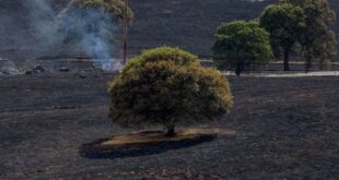 At least one dead due to New Mexico wildfires thousands