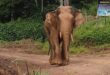 Bornean elephants official endangered status warrants serious attention says expert