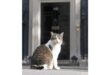 Britains true ruler Larry the Downing Street cat