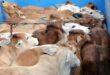 Brucellosis detected in smuggled cattle goats says Terengganu DVS