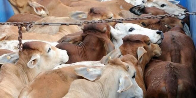 Brucellosis detected in smuggled cattle goats says Terengganu DVS