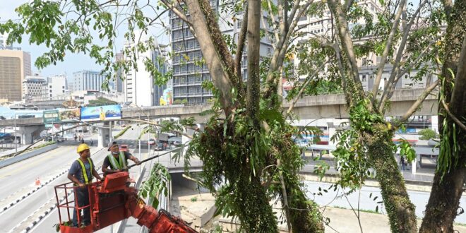 City Hall identifies 19 firms for KL tree maintenance contracts