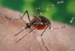 Dengue cases up slightly in Johor this week