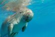 Fisheries department replanting seagrass to conserve dugong habitats