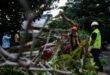 Five deaths and nine injuries involving falling trees in KL