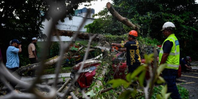 Five deaths and nine injuries involving falling trees in KL