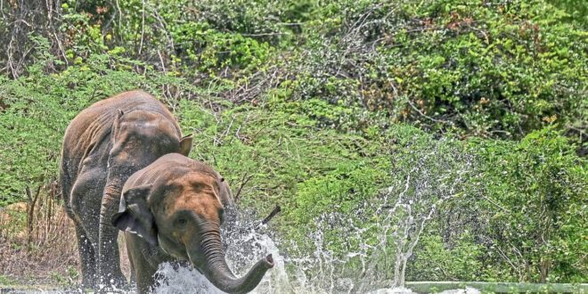 Group urges authorities to ensure safety of elephants