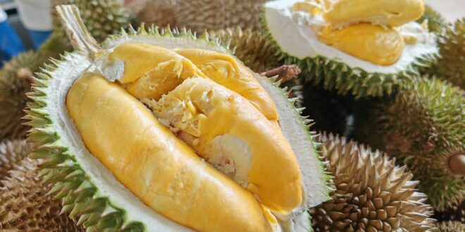 INTERACTIVE Going nuts for durians again