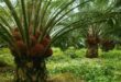 International initiative to help kids in Sabah oil palm estates