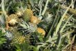 LPNM hopes to make pineapple a national fruit