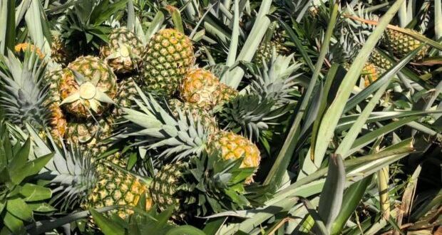 LPNM hopes to make pineapple a national fruit