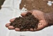 Orphans in Congo fed palm weevil larvae in bid to