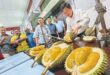 Over 600kg of durian served at two fruit feasts in