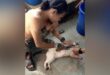 Reward offered for information on man who skinned cat