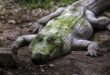 Sabah Wildlife Dept hard pressed to cope with increasing human croc conflict