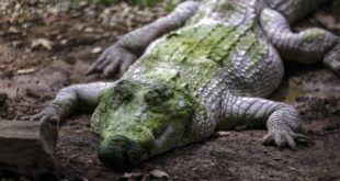 Sabah Wildlife Dept hard pressed to cope with increasing human croc conflict