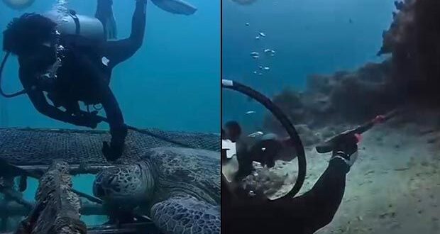 Sabah authorities investigating video of divers touching turtles and spearfishing