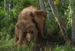 Sabahs pygmy elephants listed as endangered by IUCN