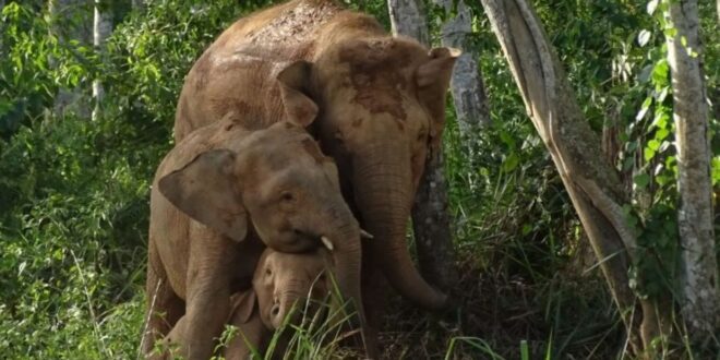 Sabahs pygmy elephants listed as endangered by IUCN