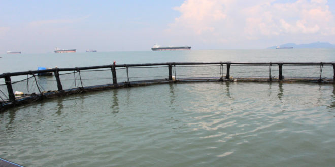 Saving our seafood from boat to bowl