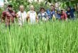 Scaling communal gardens for success