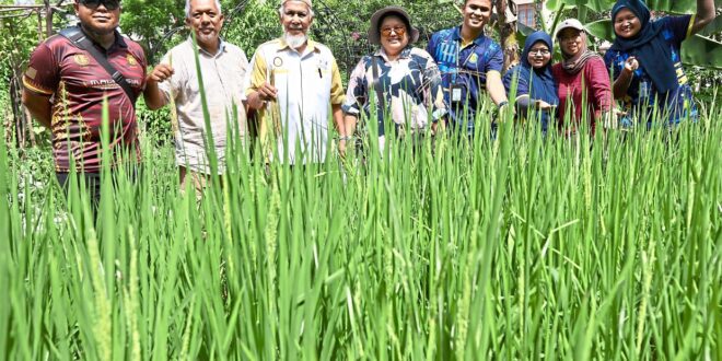 Scaling communal gardens for success