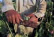 UN warns of overdose deaths after Afghan opium production plummets