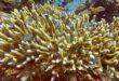 Coral bleachings devastate Bali reefs as sea temperatures rise