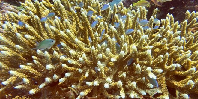 Coral bleachings devastate Bali reefs as sea temperatures rise