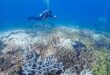 Efforts intensify to protect Malaysias coral reefs