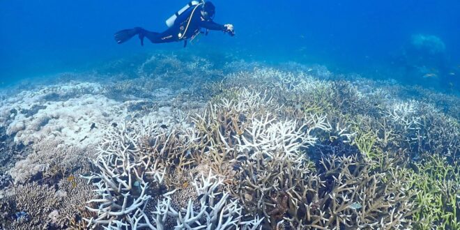 Efforts intensify to protect Malaysias coral reefs