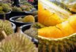 Exporting durians to China not affecting local prices says Fama