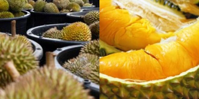 Exporting durians to China not affecting local prices says Fama