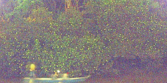 Global warming causing some firefly species to vanish