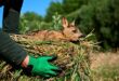 In Belgian farmland ‘Saving Bambi one dawn mission at a