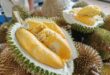 Mardi aims to cultivate 219 durian varieties in Kuala Kangsar