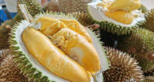 Mardi aims to cultivate 219 durian varieties in Kuala Kangsar