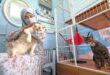 Outdoor exposure vital for cats well being says vet