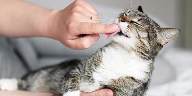 Saving pets from the heat