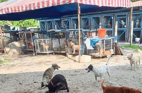 Shelter home for cats and dogs affected by Penampang floods