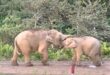 Teacher caught elephant mother ‘schooling her calf on camera