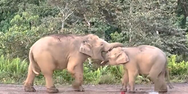 Teacher caught elephant mother ‘schooling her calf on camera